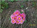 jaglac - lat. primula